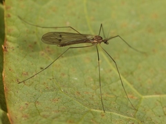 Trichocera regelationis