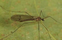 Trichocera regelationis