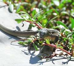 Cnemidophorus murinus
