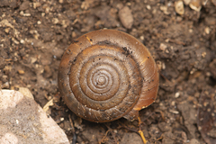 Aegista