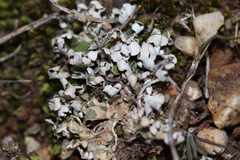 Cladonia firma