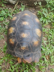 Chelonoidis denticulatus