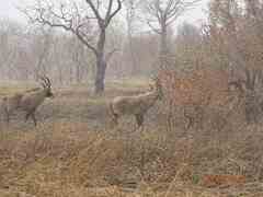 Hippotragus equinus koba