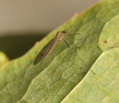 Trichocera regelationis