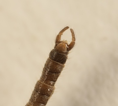 Trichocera regelationis