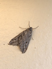 Paleacrita longiciliata