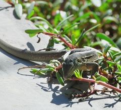 Cnemidophorus murinus