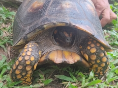 Chelonoidis denticulatus