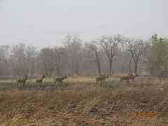 Hippotragus equinus koba