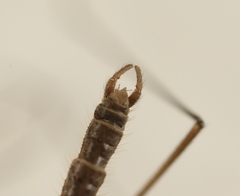 Trichocera regelationis