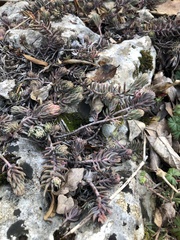 Petrosedum rupestre