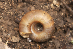 Aegista