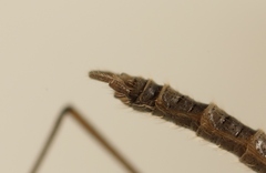 Trichocera regelationis