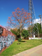 Erythrina poeppigiana