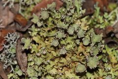 Cladonia cyathomorpha