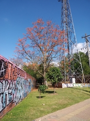 Erythrina poeppigiana