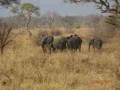 Loxodonta