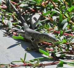 Cnemidophorus murinus