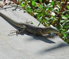 Cnemidophorus murinus