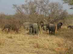 Loxodonta