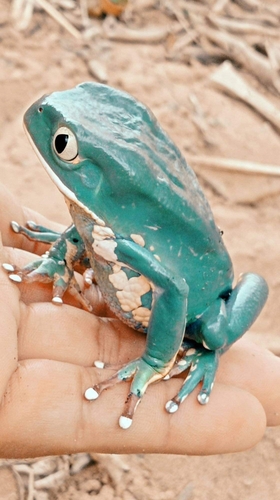 Phyllomedusa bahiana