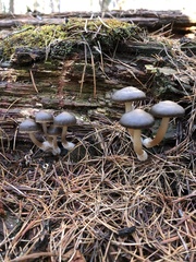 Mycena overholtsii