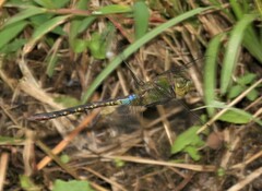 Anax panybeus