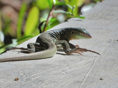 Cnemidophorus murinus