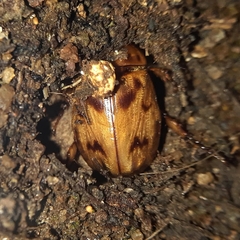 Cyclocephala lunulata