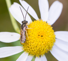 Halictus tumulorum