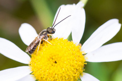 Halictus tumulorum