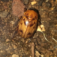 Cyclocephala lunulata