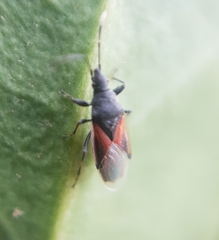 Oxycarenus lavaterae
