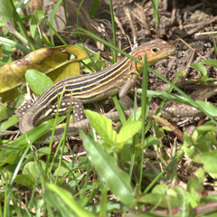 Cnemidophorus lemniscatus