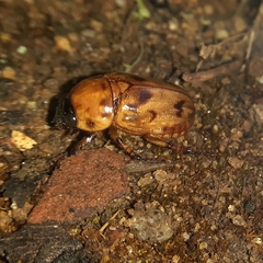 Cyclocephala lunulata