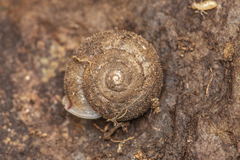 Satsuma uncopila