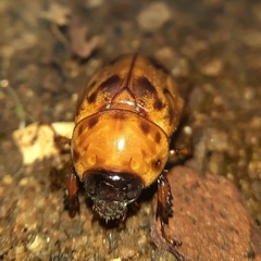 Cyclocephala lunulata
