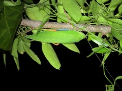 Zabalius ophthalmicus