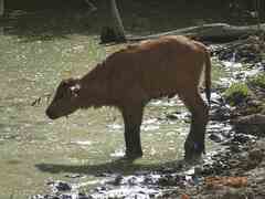 Syncerus caffer brachyceros