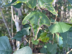 Liriomyza schmidti