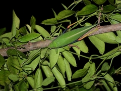 Zabalius ophthalmicus