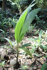 Cocos nucifera