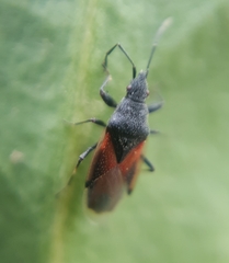 Oxycarenus lavaterae