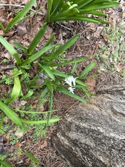 Hyacinthus orientalis