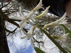 Hyacinthus orientalis