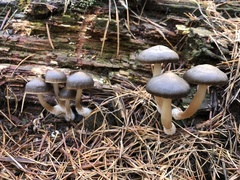 Mycena overholtsii