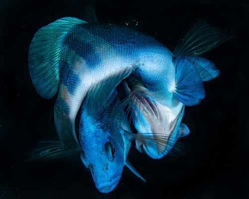Bad lucks (Hypoplectrus indigo) — Serranidae — 4
