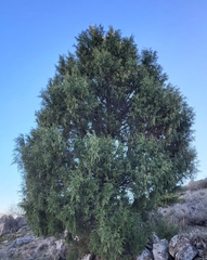 Juniperus thurifera