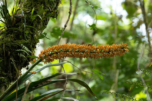 Aechmea latifolia (Aechmea latifolia)