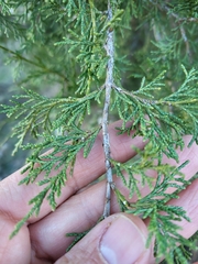 Juniperus thurifera